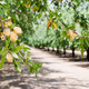 Image for article titled A Simple Explanation for the Paradox of How California’s Almonds Boomed in the Drought